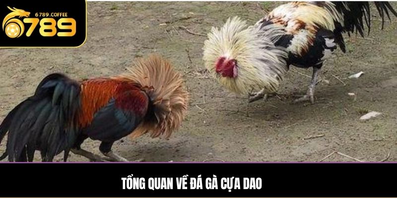 Tổng quan về đá gà cựa dao