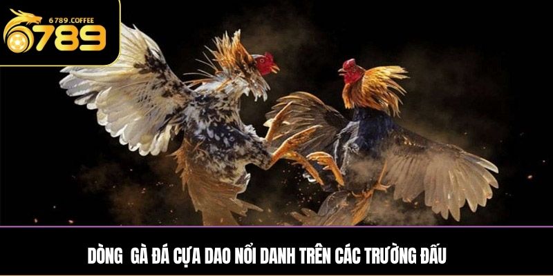 Dòng đá gà cựa dao nổi danh trên các trường đấu