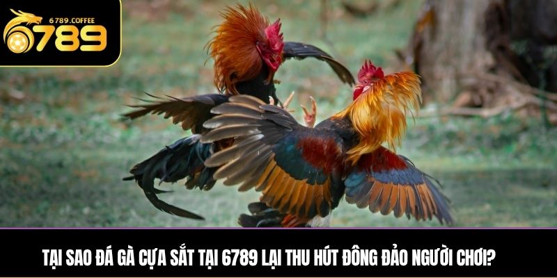Tại sao đá gà cựa sắt tại Ga6789 lại thu hút đông đảo người chơi?