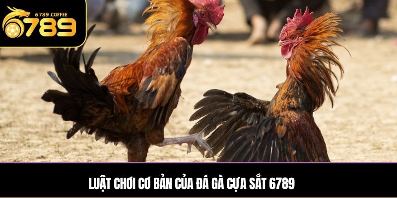 Luật chơi cơ bản của đá gà cựa sắt Ga6789