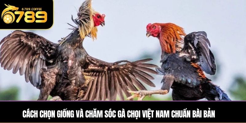 Cách chọn giống và chăm sóc gà chọi Việt Nam chuẩn bài bản