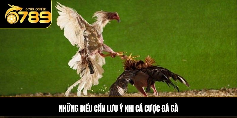 Những điều cần lưu ý khi cá cược đá gà 
